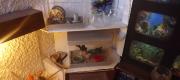 Voir l'album : Vitrines miniatures
 14 albums
