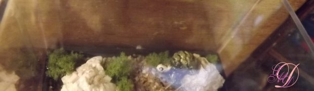 Animalerie:
DSCF0810