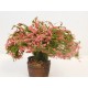 Plante fleurie rose dans baquet en bois foncé