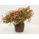 Plante fleurie rose dans baquet en bois foncé