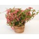 Plante fleurie rose dans baquet en bois