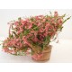 Plante fleurie rose dans baquet en bois