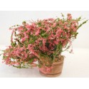 Plante fleurie rose dans baquet en bois